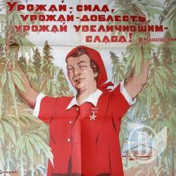 На Бобровиччині – найкращий врожай! Коноплі На Бобровиччині – найкращий врожай! Коноплі
