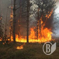 Бережіть ліс від пожеж! Бережіть ліс від пожеж!