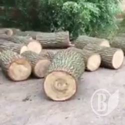 Крадений дуб і вантажівка – здобуток охоронців. Відео Крадений дуб і вантажівка – здобуток охоронців. Відео