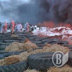У двух крестьян забрали 21 свинью через африканскую чуму У двух крестьян забрали 21 свинью через африканскую чуму