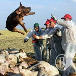 Продовжується «геноцид свиней» на Ічнянщині
