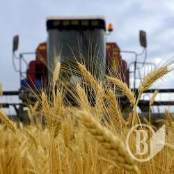 Чернігівщина намолотила 82,3 тис тонн зерна Чернігівщина намолотила 82,3 тис тонн зерна
