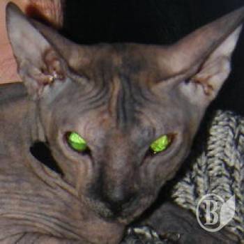 ������������� ������� ��������. ���� ������������ ����!