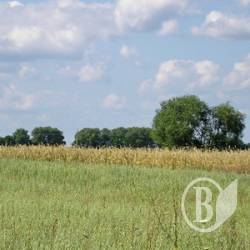 35 га землі Чернігівська РДА здала в оренду за 480 грн 35 га землі Чернігівська РДА здала в оренду за 480 грн