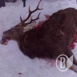 На Ічнянщині браконьєр у погонах застрелив благородного оленя На Ічнянщині браконьєр у погонах застрелив благородного оленя