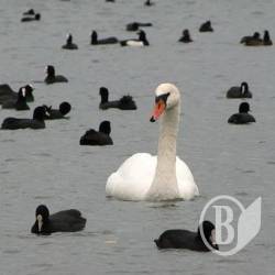 Про «білих ворон» і застій з відстоєм Про «білих ворон» і застій з відстоєм