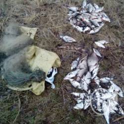 Браконьєр ловив, ловив та й спіймався