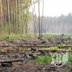 Злодійську вирубку оплатив лісгосп Злодійську вирубку оплатив лісгосп