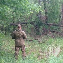 Лісорубів тихо шукають ночами Лісорубів тихо шукають ночами
