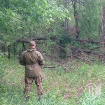 Лісорубів тихо шукають ночами Лісорубів тихо шукають ночами