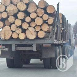 Передають до суду справу поліцейських хабарників, що брали хабар деревиною Передають до суду справу поліцейських хабарників, що брали хабар деревиною