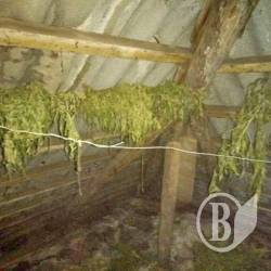 На горищі хати виявилось понад три кіло «сіна» На горищі хати виявилось понад три кіло «сіна»