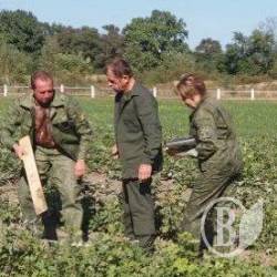 Ліс восени рахують Ліс восени рахують