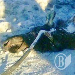 Вбивця лосів намагається вийти сухим з води, тобто з суду Вбивця лосів намагається вийти сухим з води, тобто з суду