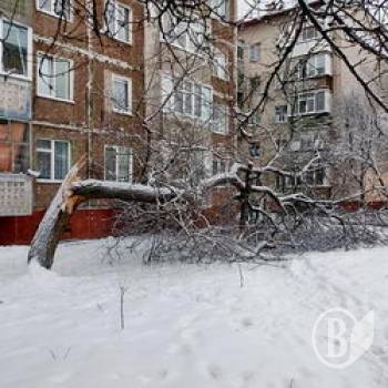 У Чернігові продовжують падати дерева У Чернігові продовжують падати дерева