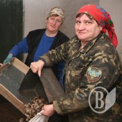 Шишки – напоготові!