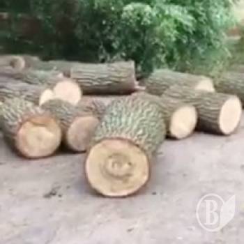 Засуджено дубового браконьєра у Прилуках Засуджено дубового браконьєра у Прилуках