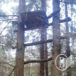 Так виглядає засідка браконьєра Так виглядає засідка браконьєра