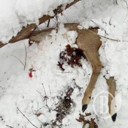 Браконьєрів-«стаханівців», що вбили вагітних косуль, досі шукають Браконьєрів-«стаханівців», що вбили вагітних косуль, досі шукають