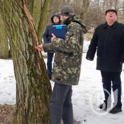 На Валу триває обстеженння дерев. По третьому колу