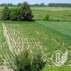 До України привезли гнилу картоплю, неначе своєї мало До України привезли гнилу картоплю, неначе своєї мало