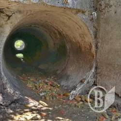Огіркова диверсія для Декабристів Огіркова диверсія для Декабристів
