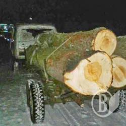 Від значних штрафів до тюрми: посилено відповідальність за незаконну рубку дерев Від значних штрафів до тюрми: посилено відповідальність за незаконну рубку дерев