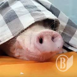 В Козельці шукають чумних свиней, але нібито не знаходять В Козельці шукають чумних свиней, але нібито не знаходять