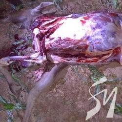      .     Subaru Forester