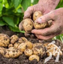 Чому різко подорожчала картопля і хто отримав надприбутки? Чому різко подорожчала картопля і хто отримав надприбутки?