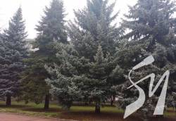 У Чернігові вперше пересадять великі ялини за допомогою спеціальної техніки