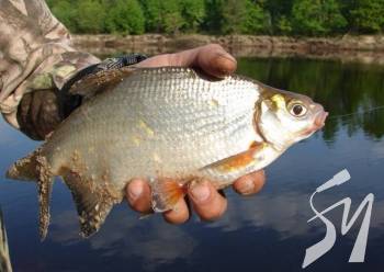 �� ����������� ��������� ���������� ��� ��������. ²���