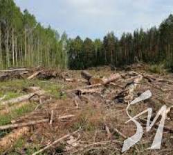 У Чернігівській ОДА створили штаб для боротьби з тіньовими вирубками лісу: що планують робити У Чернігівській ОДА створили штаб для боротьби з тіньовими вирубками лісу: що планують робити