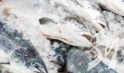 У 2019 році виробництво замороженої морської риби збільшилося на 19% У 2019 році виробництво замороженої морської риби збільшилося на 19%