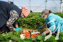 Лише 5% українців повернулись з Польщі від початку карантину  