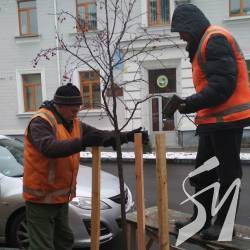 Зеленбуд готує міські дерева до зими Зеленбуд готує міські дерева до зими
