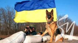 Захисники взяли в кільце Ірпінь, Бучу і Гостомель, але низка сіл під Києвом окуповані Захисники взяли в кільце Ірпінь, Бучу і Гостомель, але низка сіл під Києвом окуповані