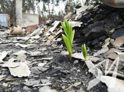 Генштаб ЗСУ: В Чернігівській області почалась посівна, і так буде по всій Україні Генштаб ЗСУ: В Чернігівській області почалась посівна, і так буде по всій Україні