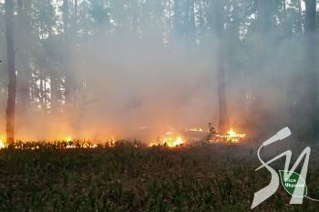 На Чернігівщині борються з лісовою пожежею, що виникла через обстріли окупантів На Чернігівщині борються з лісовою пожежею, що виникла через обстріли окупантів