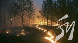 Пожежі через російські обстріли в лісах прикордоння на Чернігівщині: яка ситуація Пожежі через російські обстріли в лісах прикордоння на Чернігівщині: яка ситуація