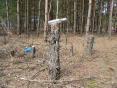 Люди саджали – нелюди порубали