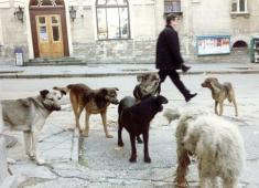 - -,    ,   ,    ,   ,      .     ,  .    ,   .